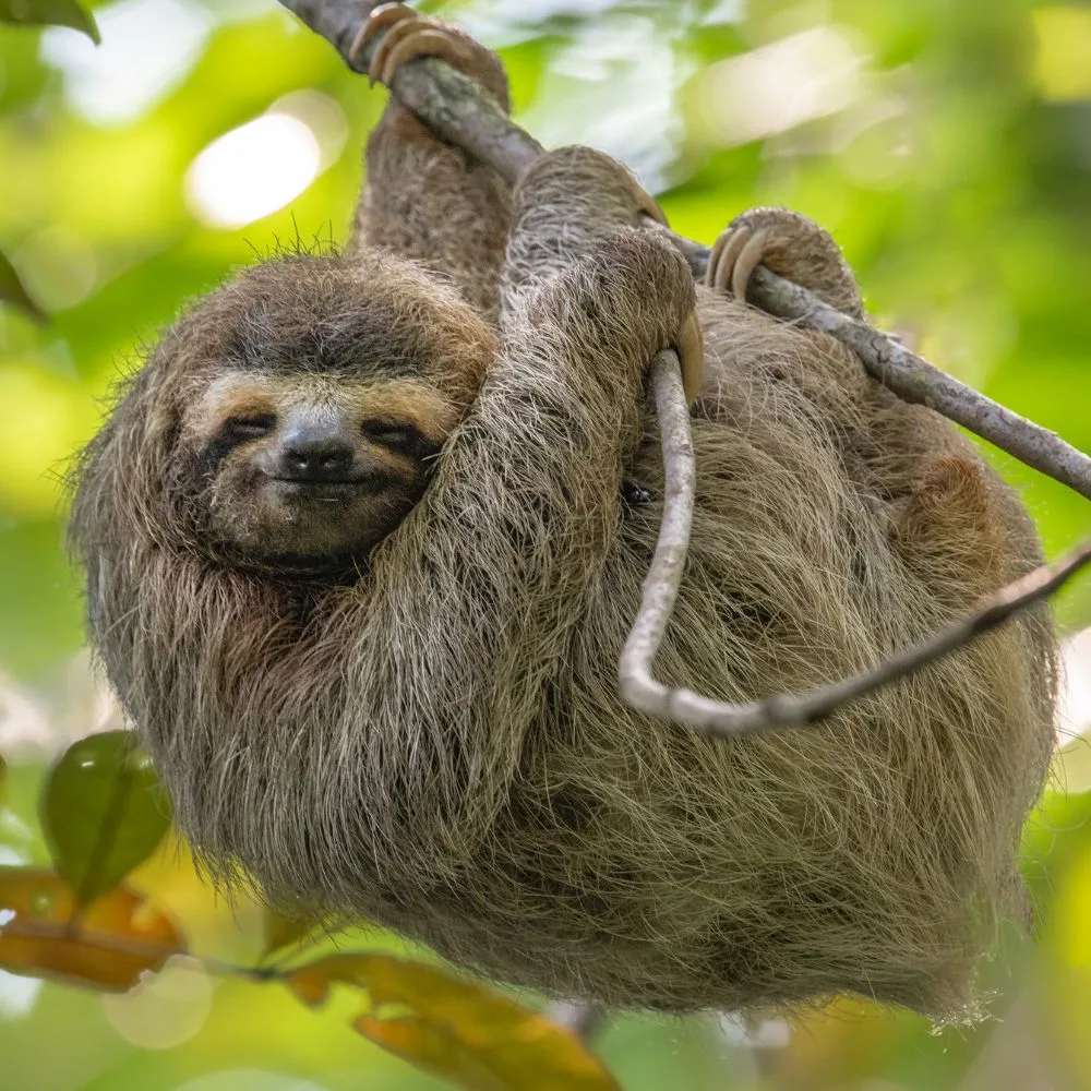 Rainy Season in Costa Rica: A Guide to Enjoy Manuel Antonio