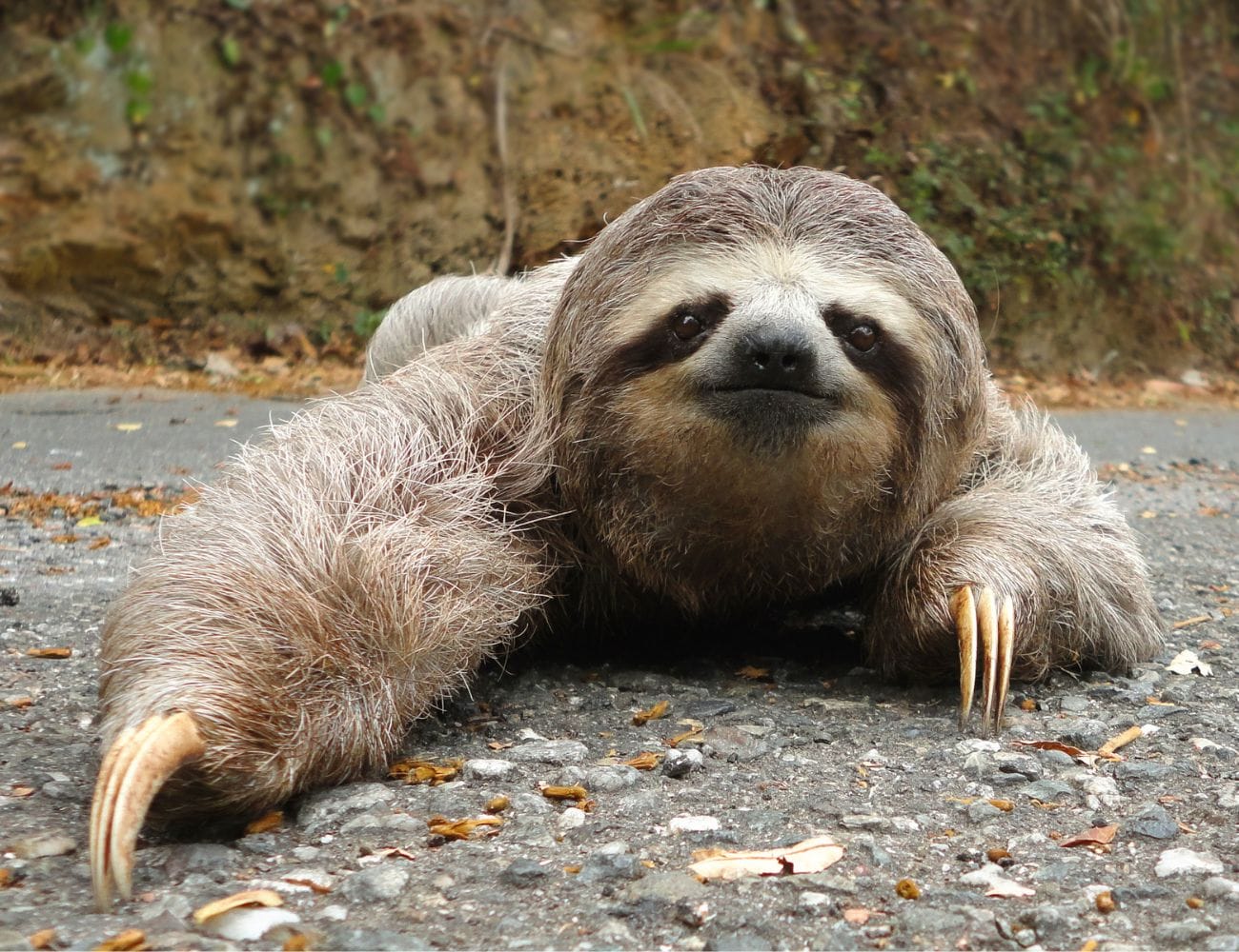 The Importance of Wildlife Crossings on Costa Rica's Roads