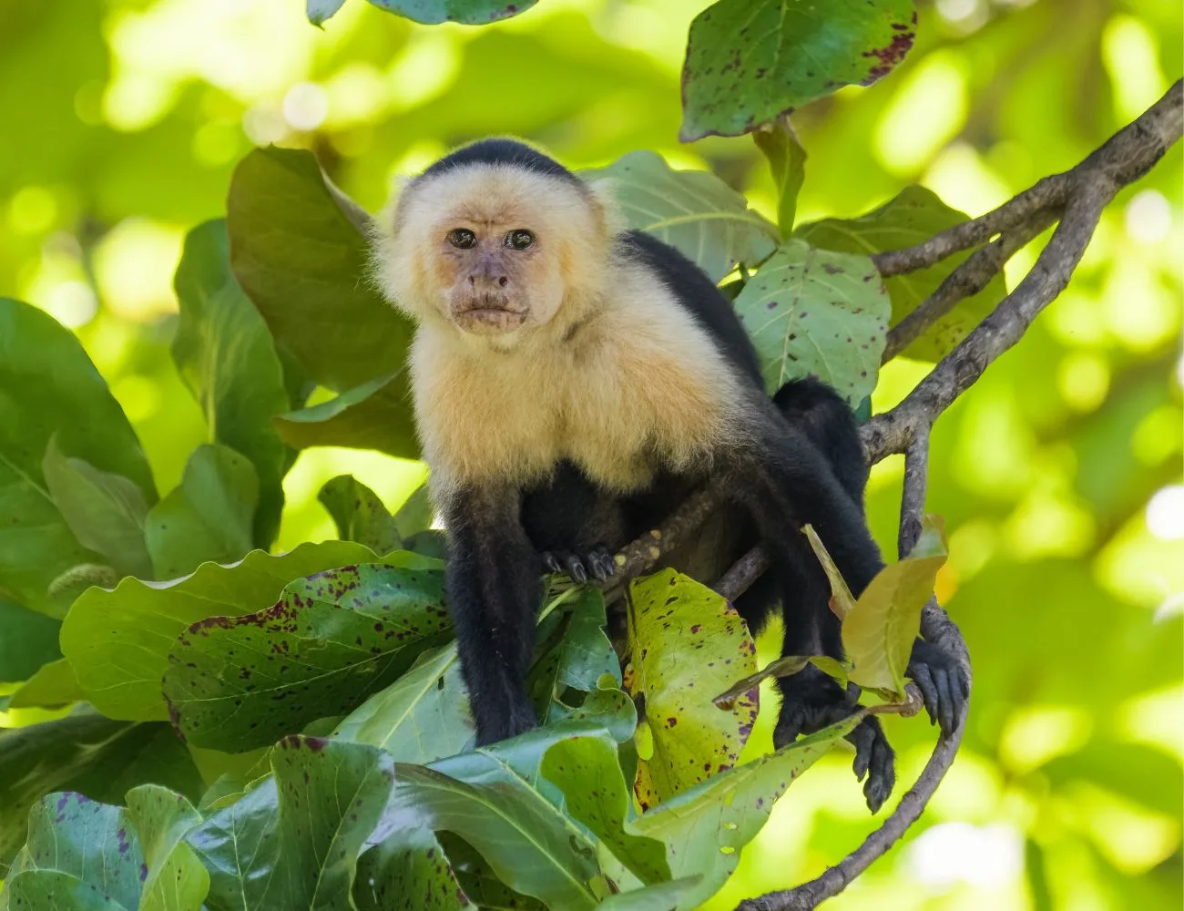 Tarcoles Bridge 2026: Delays on the Road to Manuel Antonio